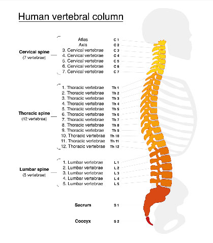 human vertebral column