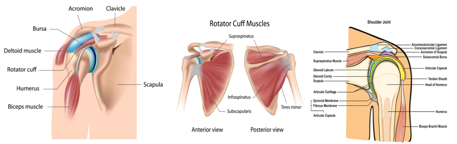 Shoulder-Impingement-rotator