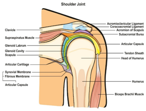 Shoulder-joint