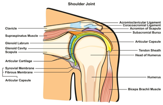 Rotator Cuff Tendonitis