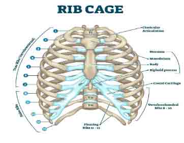 rib-cage