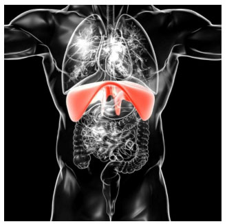 Diaphragm Injury