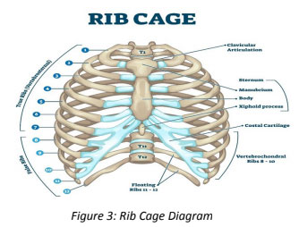 Rib Cage Diagram