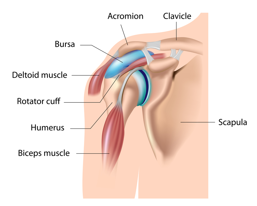 shoulder-pain-health