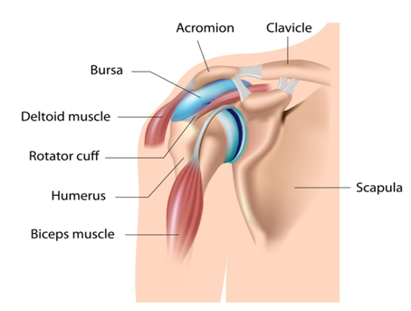 Anterior Right Shoulder