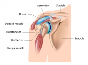 Rotator Cuff Tears
