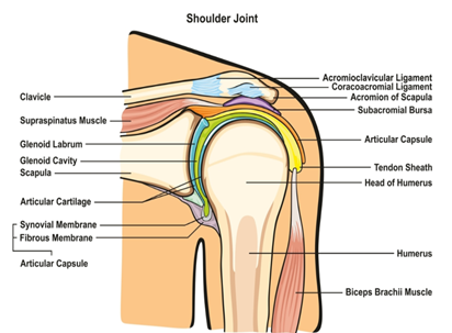 Shoulder Joint