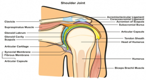 Rotator Cuff Tears