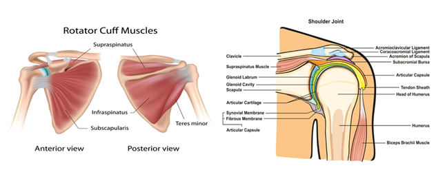 Rotator Cuff Tears
