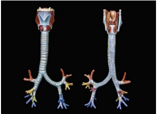 tracheobronchial tree